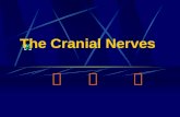 The Cranial Nerves 脑 神 经.