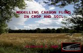 MODELLING CARBON FLOWS IN CROP AND SOIL Krisztina R. Végh.