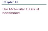 Chapter 13 The Molecular Basis of Inheritance. Overview: Life’s Operating Instructions In 1953, James Watson and Francis Crick introduced an elegant double-helical.
