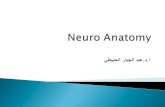 Neuro Anatomy أ.د.عبد الجبار الحبيطي.
