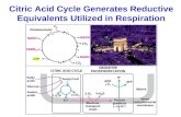 Citric Acid Cycle: A Two Stage Process
