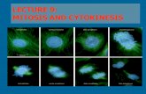 LECTURE 9: MITOSIS AND CYTOKINESIS. INTRODUCTION 1. Cell division is accomplished by MITOSIS = division of chromosomes and CYTOKINESIS = division of the.