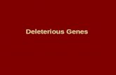 Deleterious Genes. Introduction A “perfect” population would not carry any deleterious genes—but as we’ve already seen, natural selection does not produce.