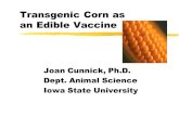 Transgenic Corn as an Edible Vaccine