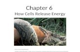 How Cells Release Energy