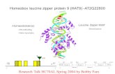 Homeobox leucine zipper protein 9 (HAT9) -AT2G22800 -Homeodomain(s) -Leucine Zipper Motif -DNA Binding -Dimerization ?? ~ 1400 -Helix-turn-helix 5’3’ FWRV.