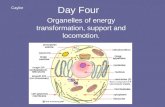 Day Four Organelles of energy transformation, support and locomotion. Caylor.