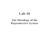 Lab 10 The Histology of the Reproductive System. Lab 10 Objectives Examine male and female reproductive organ models Examine slides of ovary (#68, #69),