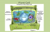 Plant Cell. Nucleus Control Center Contains nearly all DNA – instructions for making proteins and other important molecules Surrounded by nuclear envelope/membrane.