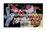 The Amazing Cephalopods! By: Matthew Dai and Yihui Liao.