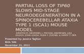 PARTIAL LOSS OF TIP60 SLOWS MID-STAGE NEURODEGENERATION IN A SPINOCEREBELLAR ATAXIA TYPE 1 (SCA1) MOUSE MODEL -KRISTEN M. GEHRKING, J. MICHAEL ANDRESEN,