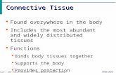 Connective Tissue Slide 3.53 Copyright © 2003 Pearson Education, Inc. publishing as Benjamin Cummings  Found everywhere in the body  Includes the most.