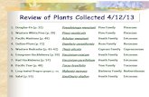 Review of Plants Collected 4/12/13 1.Douglas-Fir (p. 32) Pseudotsuga menziesiiPine FamilyPinaceae 2.Western White Pine (p. 39)Pinus monticolaPine FamilyPinaceae.