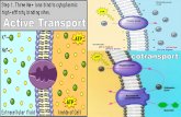 The Membrane Plays a Key Role in a Cell’s Response to Environmental Signals Cells can respond to many signals if they have a specific receptor.