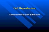 Cell Reproduction Chromosome Structure & Function.