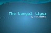 By christopher. Where the bangal tiger lives It’s continent is asia. It’s country is china. And final it’s rainforest is the asia rainforest. And the.
