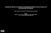 Specific Disruption of a Schwann Cell Dystrophin-Related Protein Complex in a Demyelinating Neuropathy Diane L Sherman, Cinzia Fabrizi, C.Stewart Gillespie,