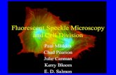 Fluorescent Speckle Microscopy and Cell Division