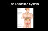 The Endocrine System Endocrine System The endocrine system includes all the endocrine cells and the tissues of the body that produce hormones or paracrine.