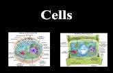 Cells. Cell Theory All living things are made of cells Cells are the basic units of structure, function and physiology in living things Living cells can.