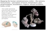 Mapping the human somatosensory cortex – the sensory homunculus – perception of touch, temperature, pain, proprioception, kinesthetics, haptics, sexual.