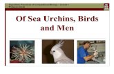 Of Sea Urchins, Birds and Men Algorithmic Functions of Computational Biology – Course 1 Professor Istrail.