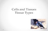 Cells and Tissues Tissue Types. Body Tissues Tissues are groups of cells with similar structure and function Four primary types Epithelial tissue (epithelium)