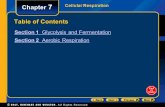 Chapter 7 Table of Contents Section 1 Glycolysis and Fermentation