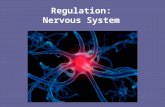 Regulation: Nervous System. A World Without Pain Perry Goldberger, 15, can't distinguish between hot and cold and cannot feel pain Four-year-old Roberto.