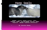 Harp Seals Kingdom- Animalia Phylum- Chordata Class- Mammalia Order- Canivora Family- Phocidae Genus-Pagophilus Species: Pagophilus groenlandicus By Jessica.