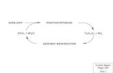 Slide 1 PHOTOSYNTHESIS AEROBIC RESPIRATION C 6 H 12 O 6 + 6O 2 6CO 2 + 6H 2 O SUNLIGHT In-text figure Page 133.