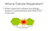 What is Cellular Respiration? When organisms release the _________ stored in carbohydrates and other food molecules energy Sucrose: A disaccharide GlucoseFructose.