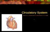 Circulatory System. Structure – Circulatory system involves: Heart Arteries Veins Capillaries Blood and lymph are part of circulatory system.