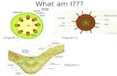 What am I??? Diagram aDiagram b Diagram c. Module 2 Exchange and transport 1.2.13 Transport in plants-