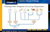 Chapter 1 Phylogenetic Diagram of Living Organisms Section 2 Themes in Biology.
