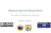 Measuring Fish Respiration A hands-on laboratory exercise Megan Kepler.