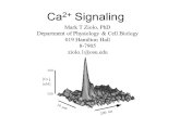100 300 200 ms [Ca] i (nM) 10 µm Ca 2+ Signaling Mark T Ziolo, PhD Department of Physiology & Cell Biology 019 Hamilton Hall 8-7905