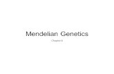 Mendelian Genetics Chapter 6. “Father of Genetics”: Gregor Johann Mendel Austrian monk Studied the inheritance of traits in pea plants Developed the laws.
