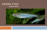 Zebra Fish Danio rerio.