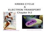 KREBS CYCLE & ELECTRON TRANSPORT Chapter 9-2