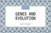 GENES AND EVOLUTION Unit Eight. Principles of Evolution 1)Genetic variety ◦DNA mutations-adds new phenotypes to a population ◦Genetic recombination (crossing.