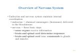 Overview of Nervous System Endocrine and nervous system maintain internal coordination endocrine = chemical messengers (hormones) delivered to the bloodstream.