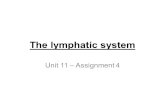 The lymphatic system Unit 11 – Assignment 4.
