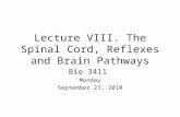 Lecture VIII. The Spinal Cord, Reflexes and Brain Pathways Bio 3411 Monday September 27, 2010.