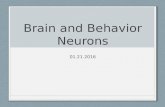 Brain and Behavior Neurons 01.21.2016. W HAT ARE NEURONS ? Cells transmitting info in the nervous system Neurons exist in circuits  Group of neurons.