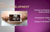 Trimester by Trimester Month by Month Development of Baby & Changes in the Mother.