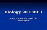 Energy Flow Through the Biosphere