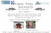 Striper Prey and Salinity By Liz Duff Mass Audubon Special thanks to Kristen Ferry and Martha Mather for their Striped Bass Research as part of Plum Island.