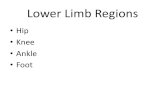 Lower Limb Regions Hip Knee Ankle Foot.