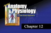 Chapter 12. Chapter 12 – The Lymphatic System and the Blood Applied Learning Outcomes Use the terminology associated with the blood and lymphatic system.